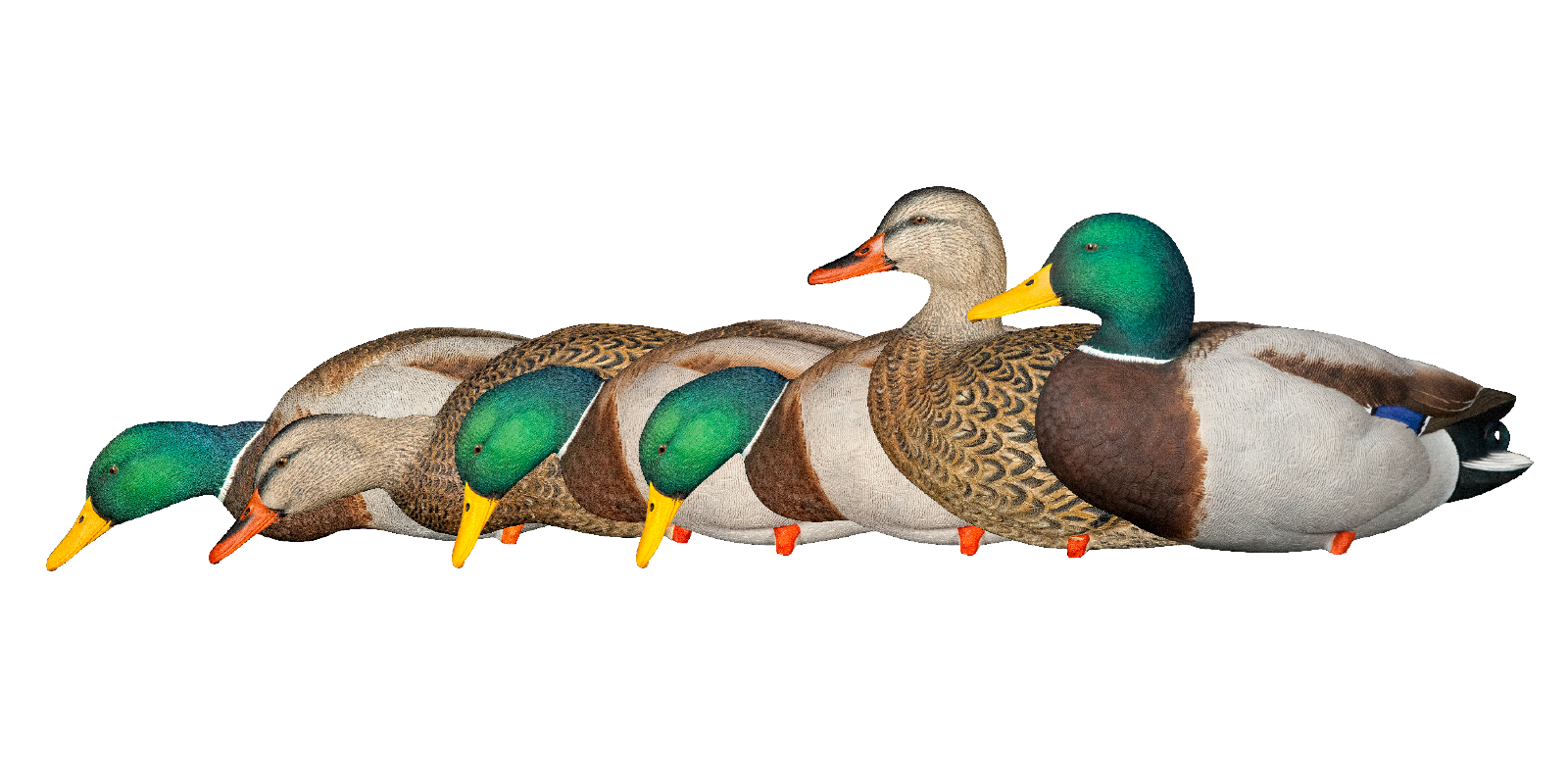 PEIBUTUSKUJUD AVIAN-X AXP MALLARD